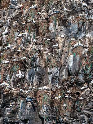 BB 12 0309 / Morus bassanus / Havsule